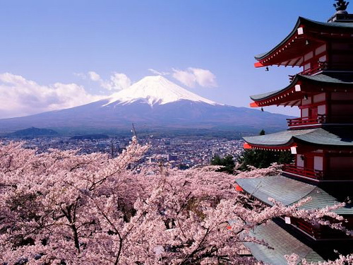 japanese cherry tree blossoms. japanese cherry tree blossoms.